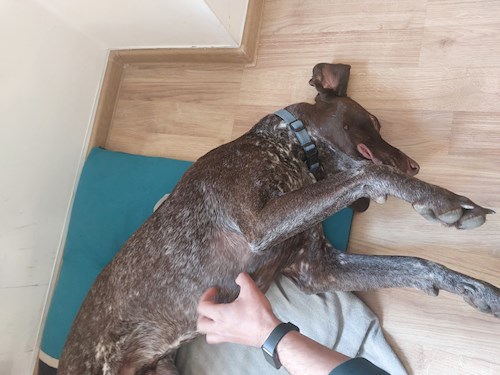 Remus- petsitter București or Pet nanny for dogs cats