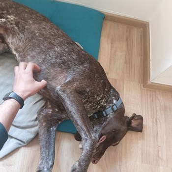 thumbnail petsitter București or pet nanny for dogs cats