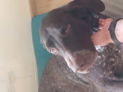 Remus- petsitter București or Pet nanny for dogs cats