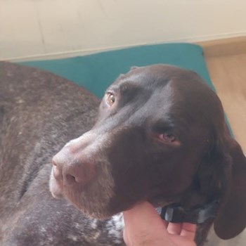 thumbnail petsitter București or pet nanny for dogs cats