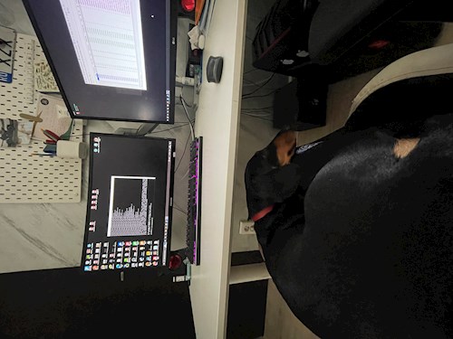 Cristea- petsitter Chiajna sau Bonă pentru animale pentru câini pisici