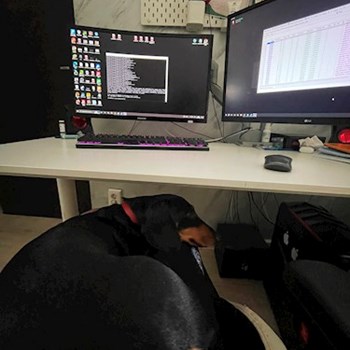 thumbnail petsitter Chiajna sau bonă pentru animale pentru câini pisici