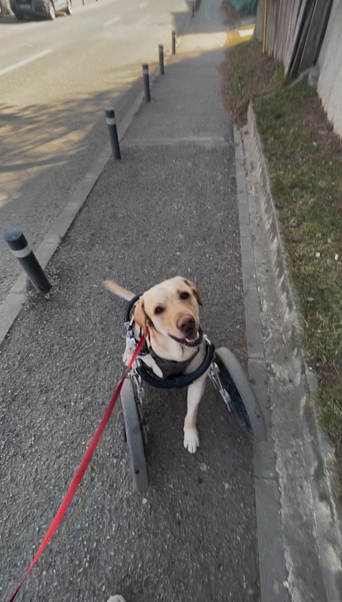 Cristea- petsitter Chiajna sau Bonă pentru animale pentru câini pisici