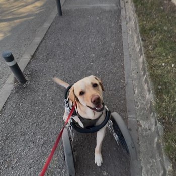 thumbnail petsitter Chiajna sau bonă pentru animale pentru câini pisici