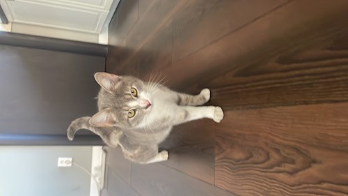 Cristea- petsitter Chiajna sau Bonă pentru animale pentru câini pisici