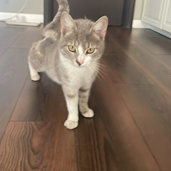 thumbnail petsitter Chiajna sau bonă pentru animale pentru câini pisici