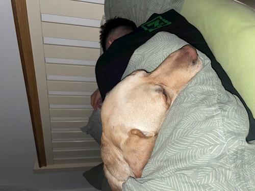 Cristea- petsitter Chiajna sau Bonă pentru animale pentru câini pisici