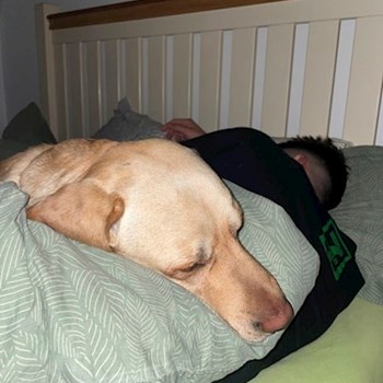 thumbnail petsitter Chiajna sau bonă pentru animale pentru câini pisici