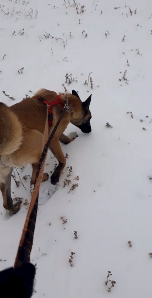 Cristea- petsitter Chiajna sau Bonă pentru animale pentru câini pisici