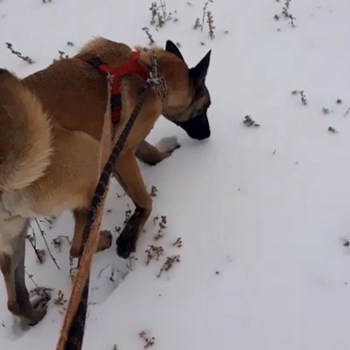 thumbnail petsitter Chiajna sau bonă pentru animale pentru câini pisici
