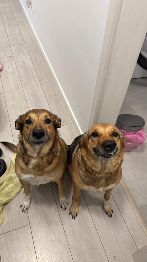 Sintion- petsitter București or Pet nanny for dogs cats