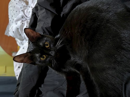 Sintion- petsitter București or Pet nanny for dogs cats