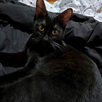 thumbnail petsitter București or pet nanny for dogs cats