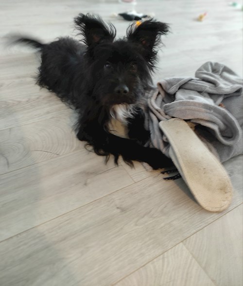 Andrei- petsitter București or Pet nanny for dogs cats