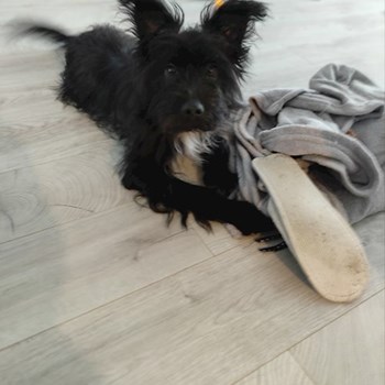 thumbnail petsitter București or pet nanny for dogs cats