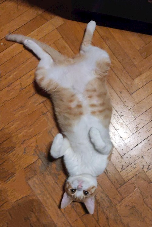 Andrei- petsitter București or Pet nanny for dogs cats