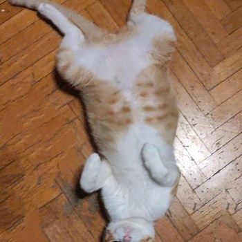 thumbnail petsitter București or pet nanny for dogs cats