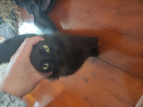 Andrei- petsitter București or Pet nanny for dogs cats