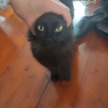 thumbnail petsitter București or pet nanny for dogs cats