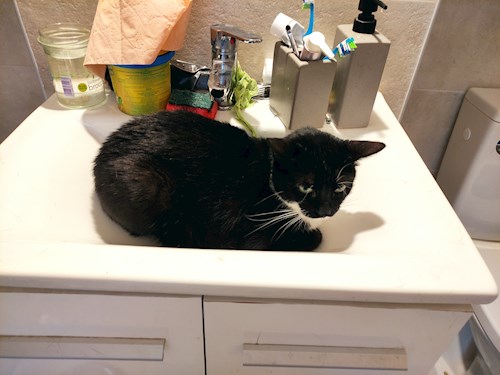 Andrei- petsitter București or Pet nanny for dogs cats