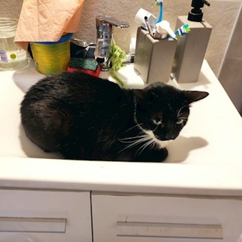 thumbnail petsitter București or pet nanny for dogs cats