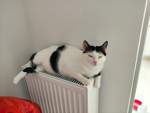 Andrei- petsitter București or Pet nanny for dogs cats