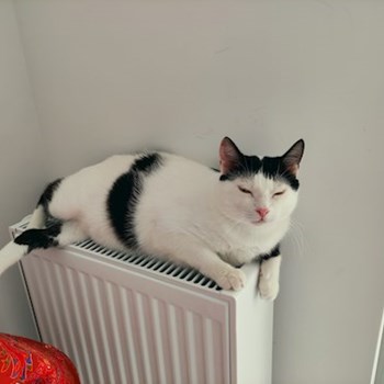 thumbnail petsitter București or pet nanny for dogs cats