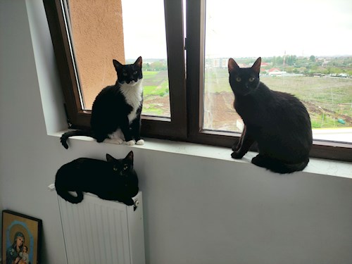 Andrei- petsitter București or Pet nanny for dogs cats