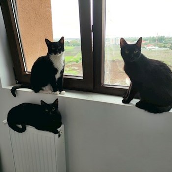 thumbnail petsitter București or pet nanny for dogs cats