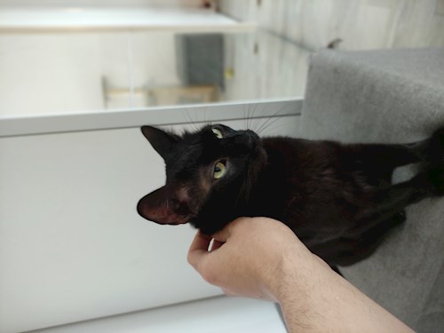 Andrei- petsitter București or Pet nanny for dogs cats