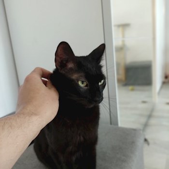 thumbnail petsitter București or pet nanny for dogs cats