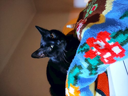 Andrei- petsitter București or Pet nanny for dogs cats