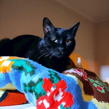 thumbnail petsitter București or pet nanny for dogs cats