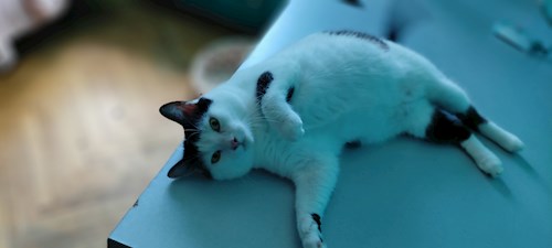 Andrei- petsitter București or Pet nanny for dogs cats