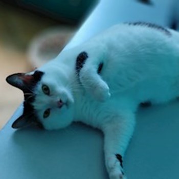 thumbnail petsitter București or pet nanny for dogs cats