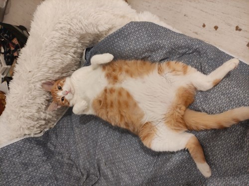 Andrei- petsitter București or Pet nanny for dogs cats