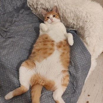 thumbnail petsitter București or pet nanny for dogs cats