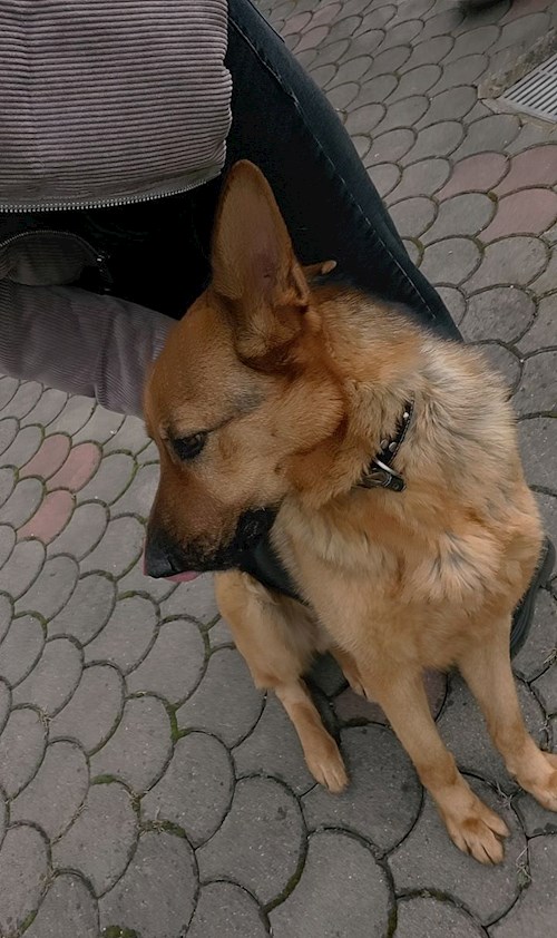 Ina- petsitter Cluj-Napoca sau Bonă pentru animale pentru câini pisici