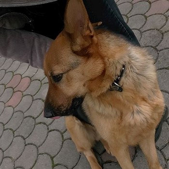 thumbnail petsitter Cluj-Napoca sau bonă pentru animale pentru câini pisici