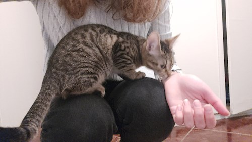 Ina- petsitter Cluj-Napoca sau Bonă pentru animale pentru câini pisici