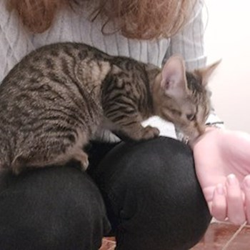 thumbnail petsitter Cluj-Napoca sau bonă pentru animale pentru câini pisici