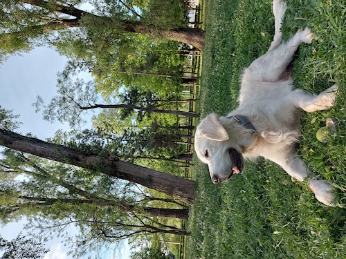 Ina- petsitter Cluj-Napoca sau Bonă pentru animale pentru câini pisici