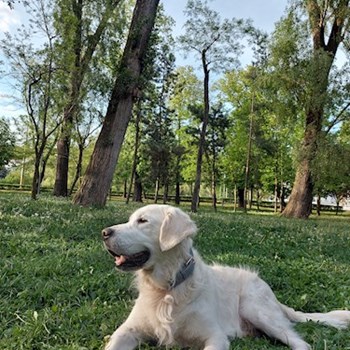 thumbnail petsitter Cluj-Napoca sau bonă pentru animale pentru câini pisici