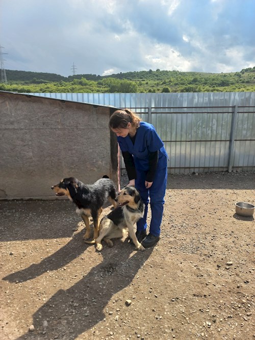 Ina- petsitter Cluj-Napoca sau Bonă pentru animale pentru câini pisici