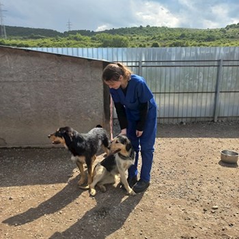 thumbnail petsitter Cluj-Napoca sau bonă pentru animale pentru câini pisici