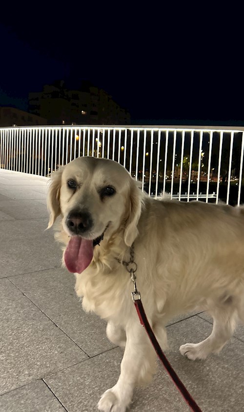 Cacoveanu- petsitter Cluj-Napoca sau Bonă pentru animale pentru câini