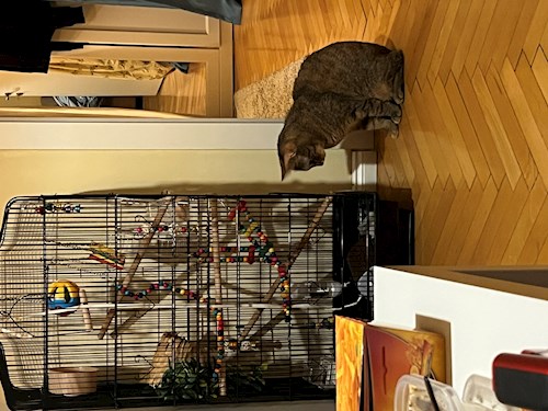 Victoria- petsitter Timișoara sau Bonă pentru animale pentru câini pisici