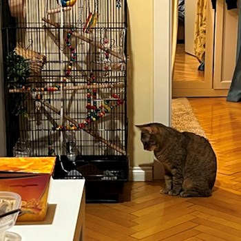 thumbnail petsitter Timișoara sau bonă pentru animale pentru câini pisici