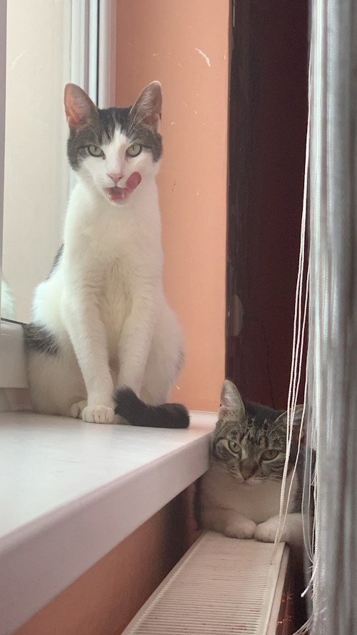 Victoria- petsitter Timișoara sau Bonă pentru animale pentru câini pisici