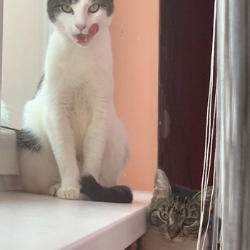 thumbnail petsitter Timișoara sau bonă pentru animale pentru câini pisici